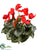 Cyclamen Bush - Red - Pack of 12