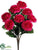 Camellia Bush - Beauty - Pack of 12