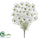 Cosmos Bush - White - Pack of 6