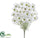 Cosmos Bush - White - Pack of 6