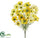 Cosmos Bush - Yellow Two Tone - Pack of 6