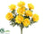 Shasta Daisy Bush - Yellow - Pack of 12