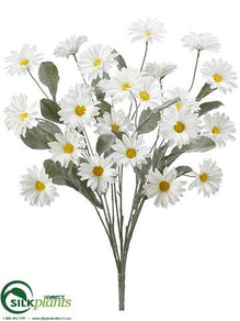 Daisy Bush - Cream - Pack of 6