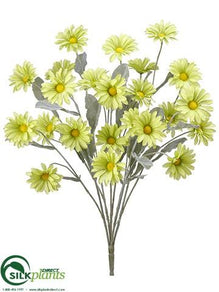 Daisy Bush - Green - Pack of 6