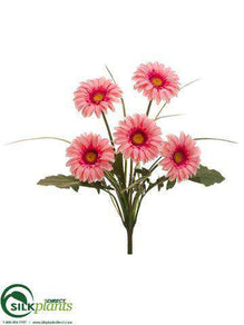 Gerbera Daisy Bush - Pink - Pack of 12