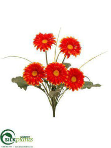 Gerbera Daisy Bush - Talisman - Pack of 12