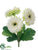 Gerbera Daisy Bush - White Green - Pack of 12
