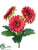 Gerbera Daisy Bush - Watermelon - Pack of 12