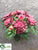 Dahlia Bush - Burgundy - Pack of 12