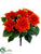 Dahlia Bush - Flame - Pack of 12