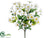 Daisy Bush - Cream White - Pack of 12