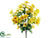 Daisy Bush - Yellow Two Tone - Pack of 12
