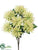 Dahlia Bush - Lime - Pack of 12