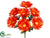 Gerbera Daisy Bush - Orange - Pack of 24