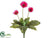 Gerbera Daisy Bush - Beauty - Pack of 12