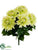 Dahlia Bush - Green - Pack of 6