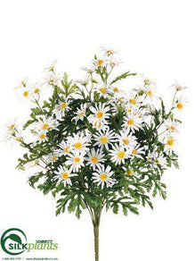 Daisy Bush - White - Pack of 12