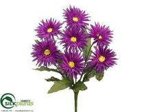 Spider Gerbera Daisy Bush - Purple - Pack of 12