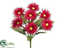 Spider Gerbera Daisy Bush - Red - Pack of 12