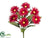 Spider Gerbera Daisy Bush - Red - Pack of 12