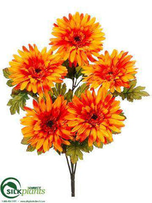 Gerbera Daisy Bush - Orange - Pack of 6