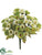 Mini Daisy Bush - Green Two Tone - Pack of 24