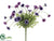 Daisy Bush - Orchid Two Tone - Pack of 24