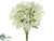 Dianthus Bush - Cream - Pack of 12