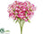 Dianthus Bush - Fuchsia Two Tone - Pack of 12