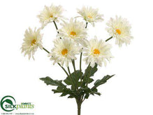 Gerber Daisy Bush - Cream - Pack of 12