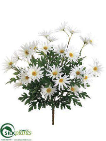Daisy Bush - White - Pack of 12