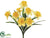 Daffodil Bush - Yellow Two Tone - Pack of 12