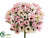 Mini Daisy Bush - Pink Two Tone - Pack of 24