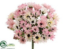 Mini Daisy Bush - Pink Two Tone - Pack of 24