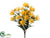 Shasta Daisy Bush - Yellow Two Tone - Pack of 6