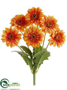 Gerbera Daisy Bush - Talisman - Pack of 12