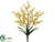 Forsythia Bush - Yellow - Pack of 12