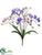 Freesia Bush - Blue Purple - Pack of 12