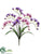 Freesia Bush - Lilac Lavender - Pack of 12