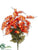 Wild Freesia Bush - Flame Orange - Pack of 12