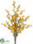 Forsythia Bush - Yellow - Pack of 12