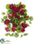 Geranium Hanging Bush - Red - Pack of 6