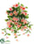Fuchsia Hanging Bush - Peach Cream - Pack of 6