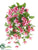Fuchsia Hanging Bush - Pink Fuchsia - Pack of 6