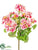 Geranium Bush - Pink White - Pack of 12