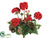 Geranium Bush - Red - Pack of 12