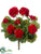 Geranium Bush - Red - Pack of 12