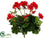 Geranium Bush - Red - Pack of 6