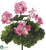 Outdoor Geranium Bush - Pink - Pack of 12