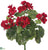 Outdoor Geranium Bush - Red - Pack of 12
